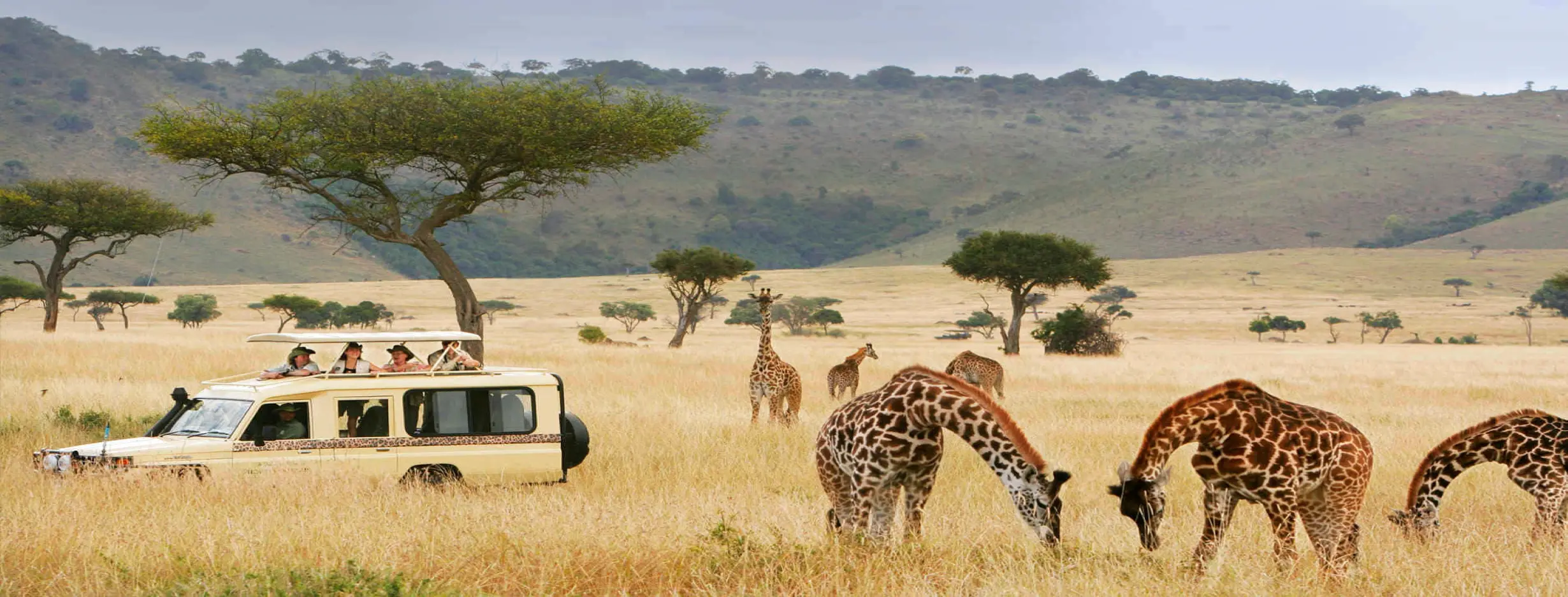 Image for City Safari